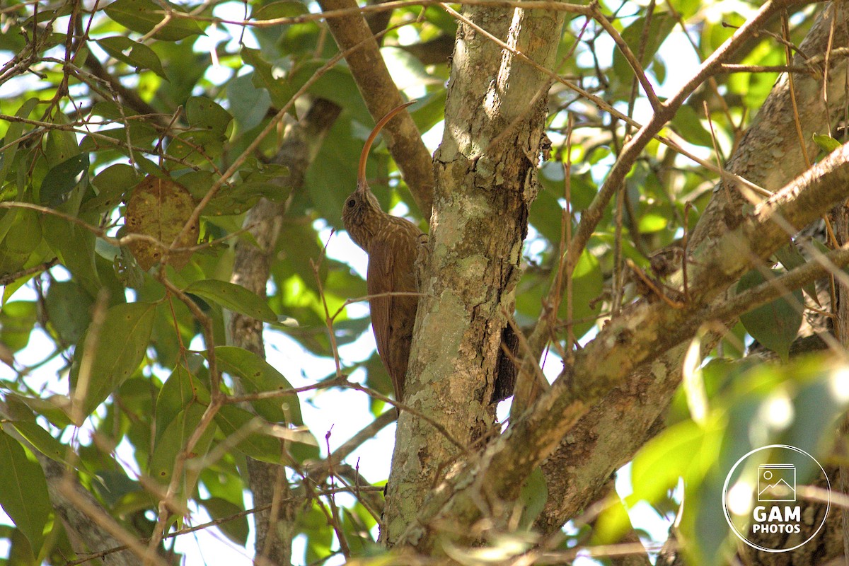 Red-billed Scythebill - ML642881018