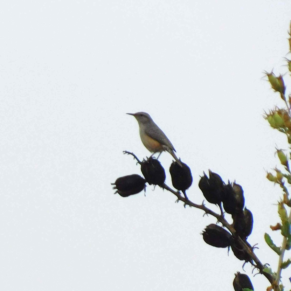 Rock Wren - ML642881019