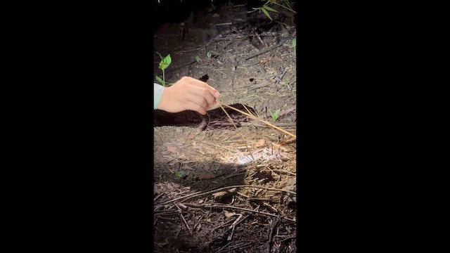 Cobalt Blue Tarantula - ML642881021