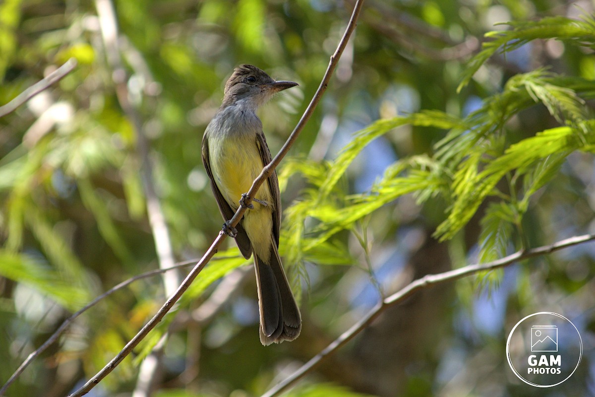 Short-crested Flycatcher - ML642881022