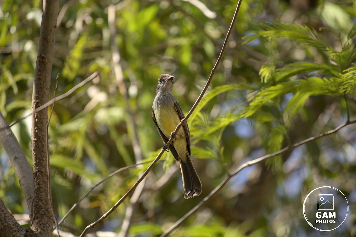 Short-crested Flycatcher - ML642881023