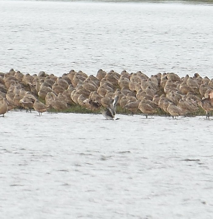 Hudsonian Godwit - ML642881038
