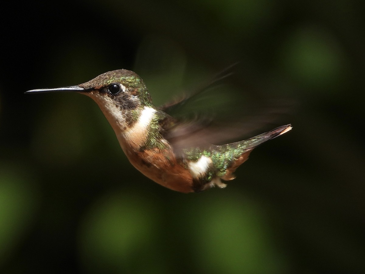 Magenta-throated Woodstar - ML642881045