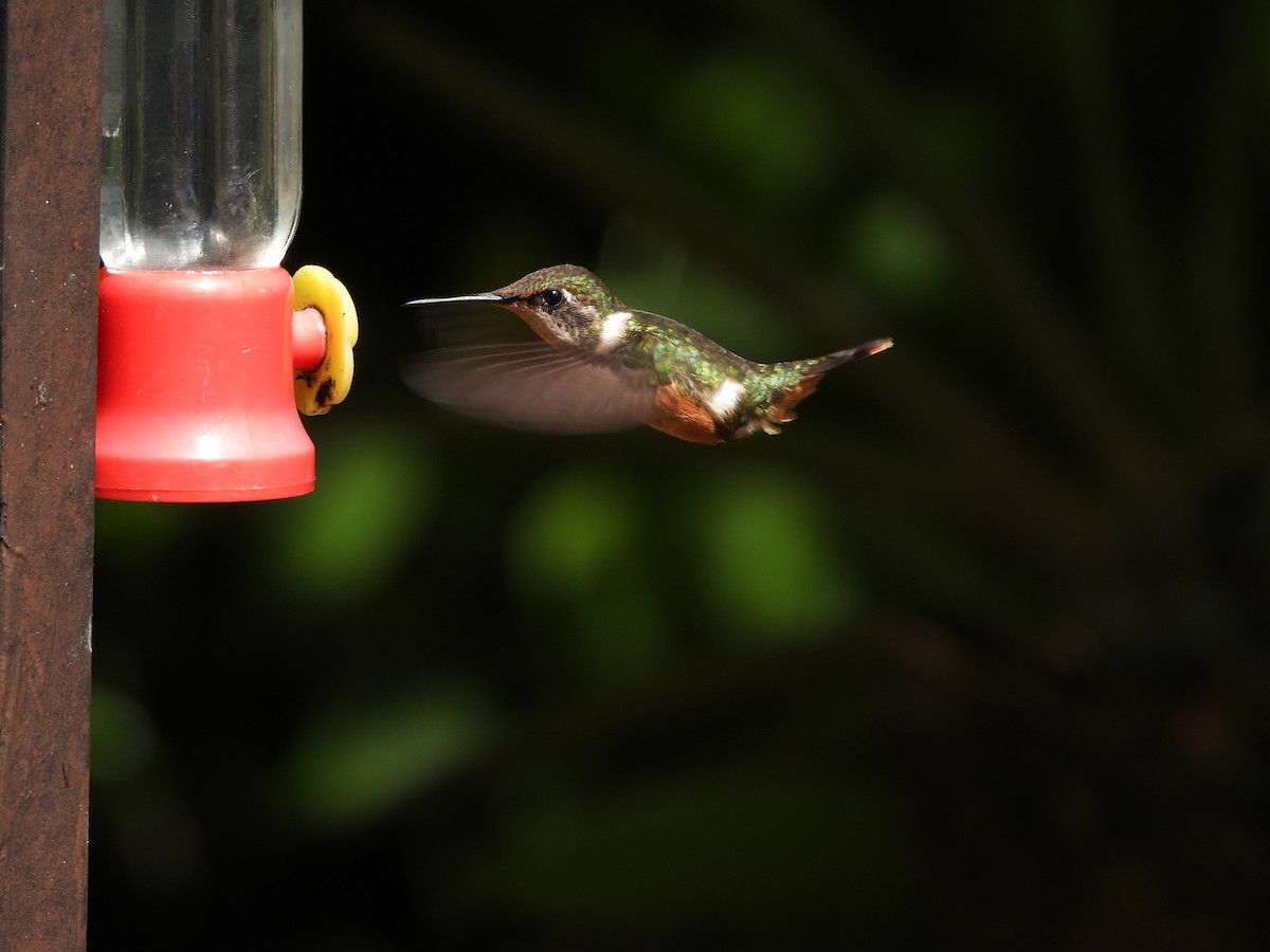 Magenta-throated Woodstar - ML642881046