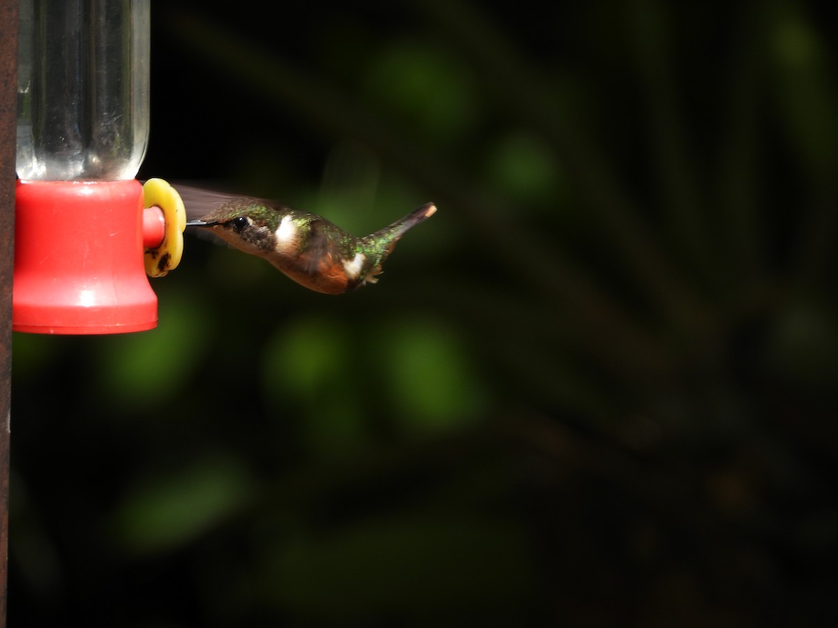 Magenta-throated Woodstar - ML642881047