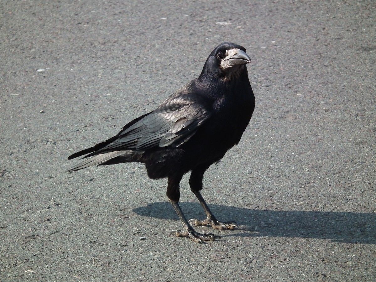 Rook - ML642881060
