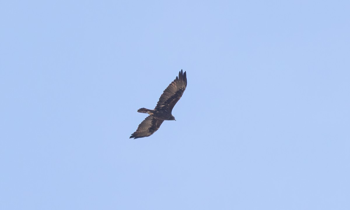Golden Eagle - ML642881079