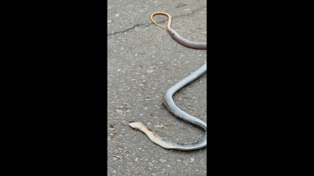 Copperhead Rat Snake - ML642881081