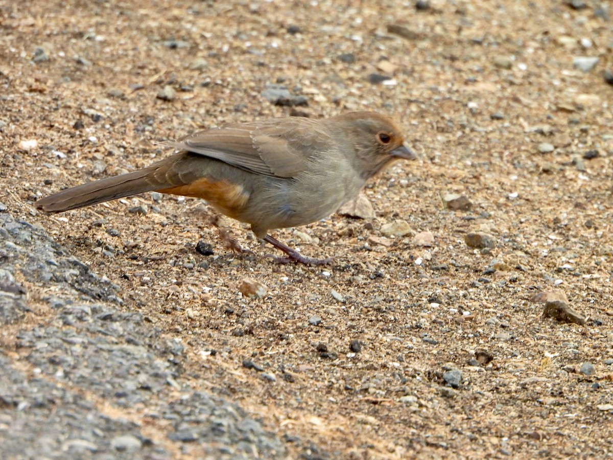 California Towhee - ML642881095