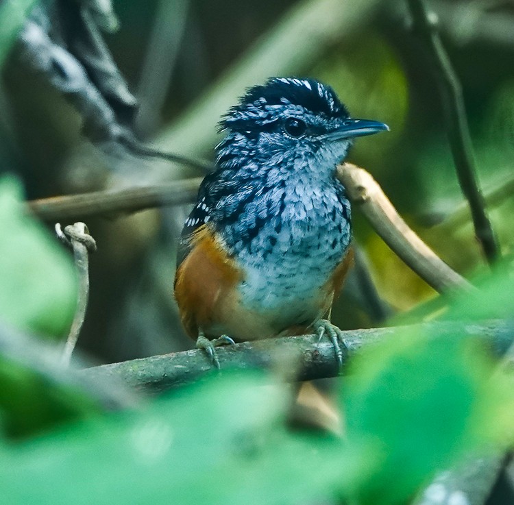 Peruvian Warbling-Antbird - ML642881096