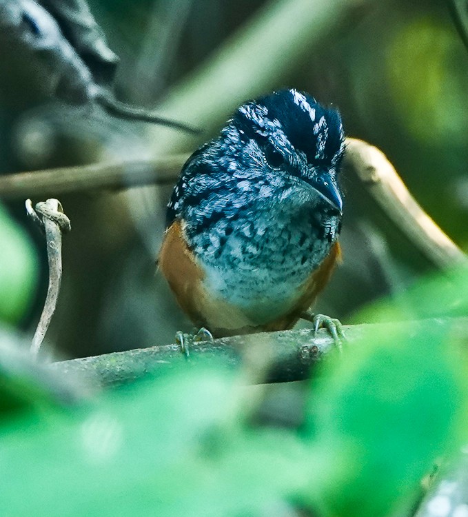 Peruvian Warbling-Antbird - ML642881097