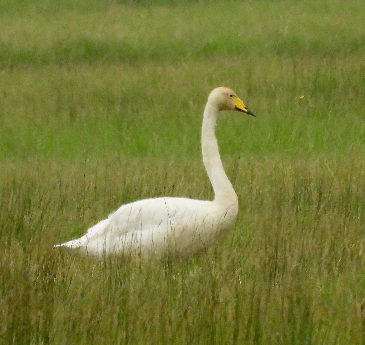 Cygne chanteur - ML642881117