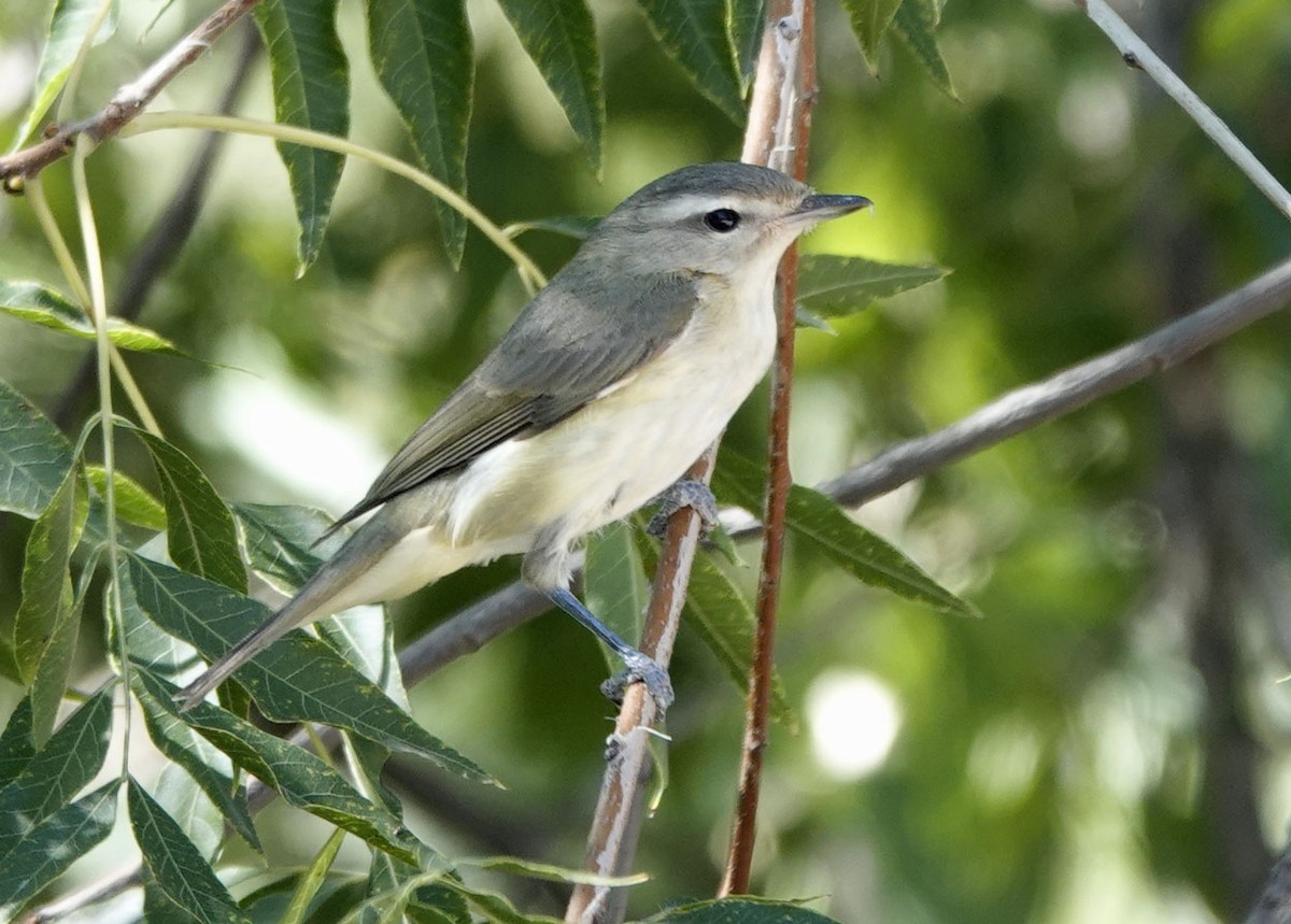 Warbling Vireo - ML642881154