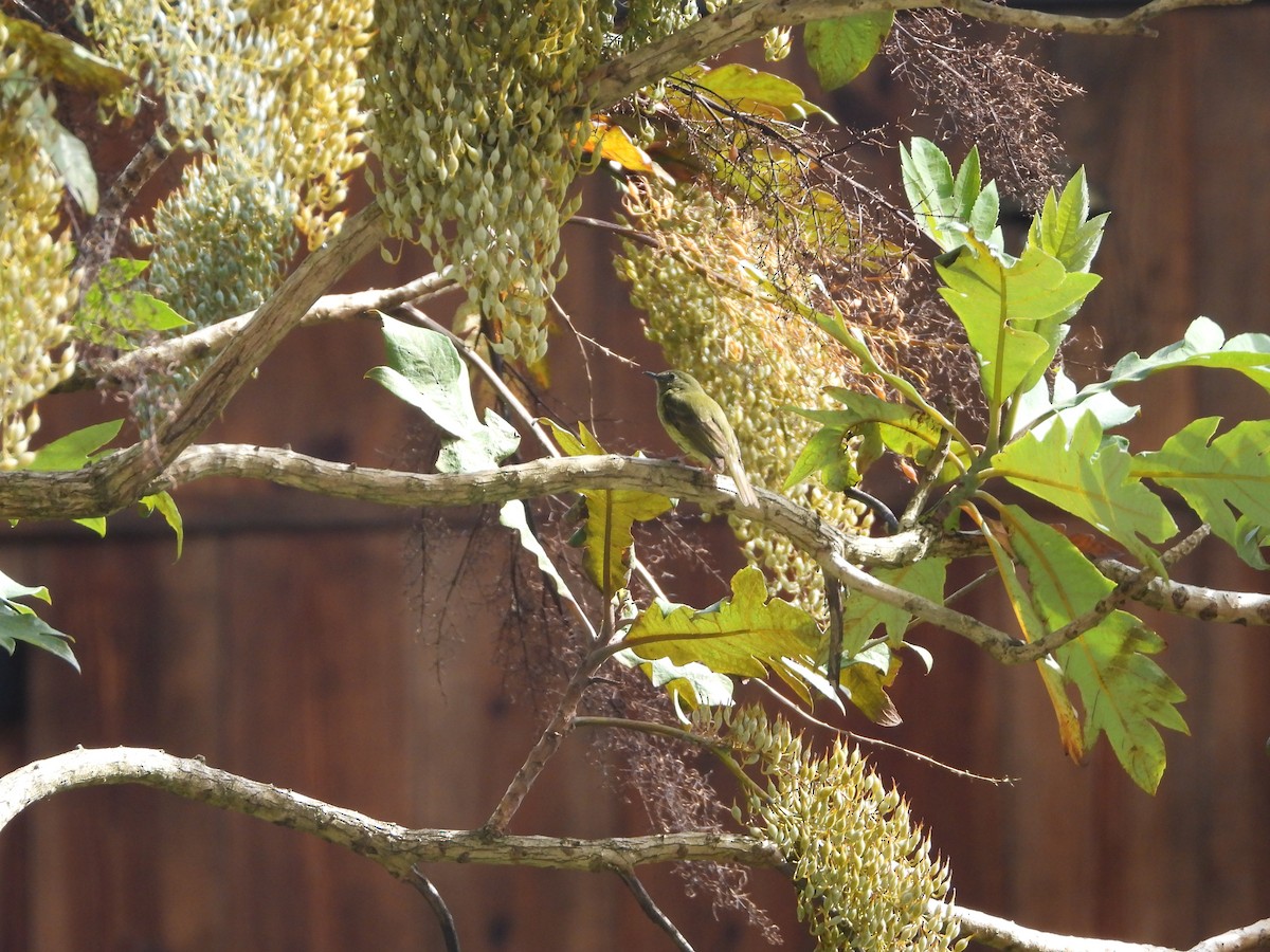 Olive-streaked Flycatcher - ML642881163