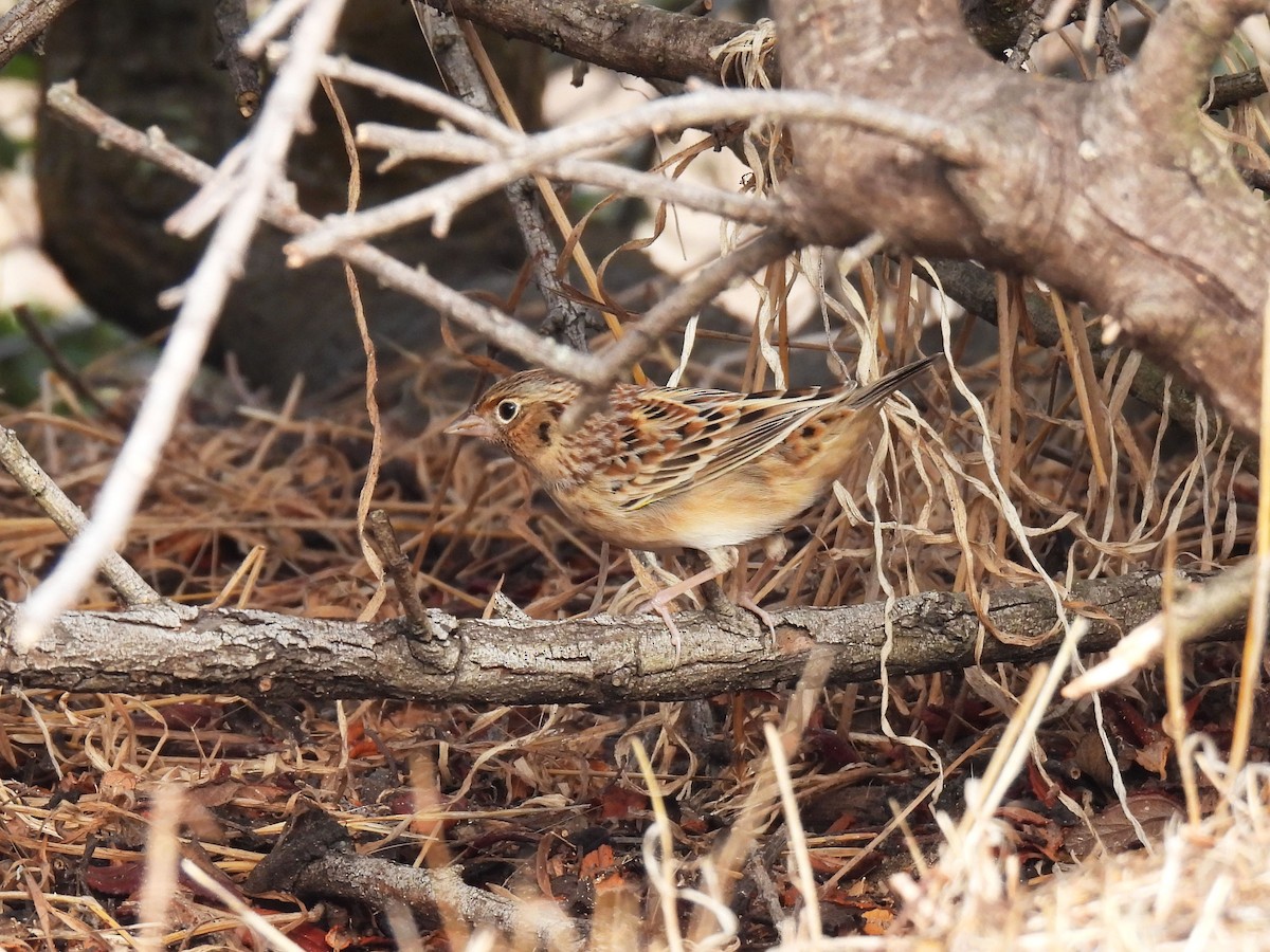Grasshopper Sparrow - ML642881174