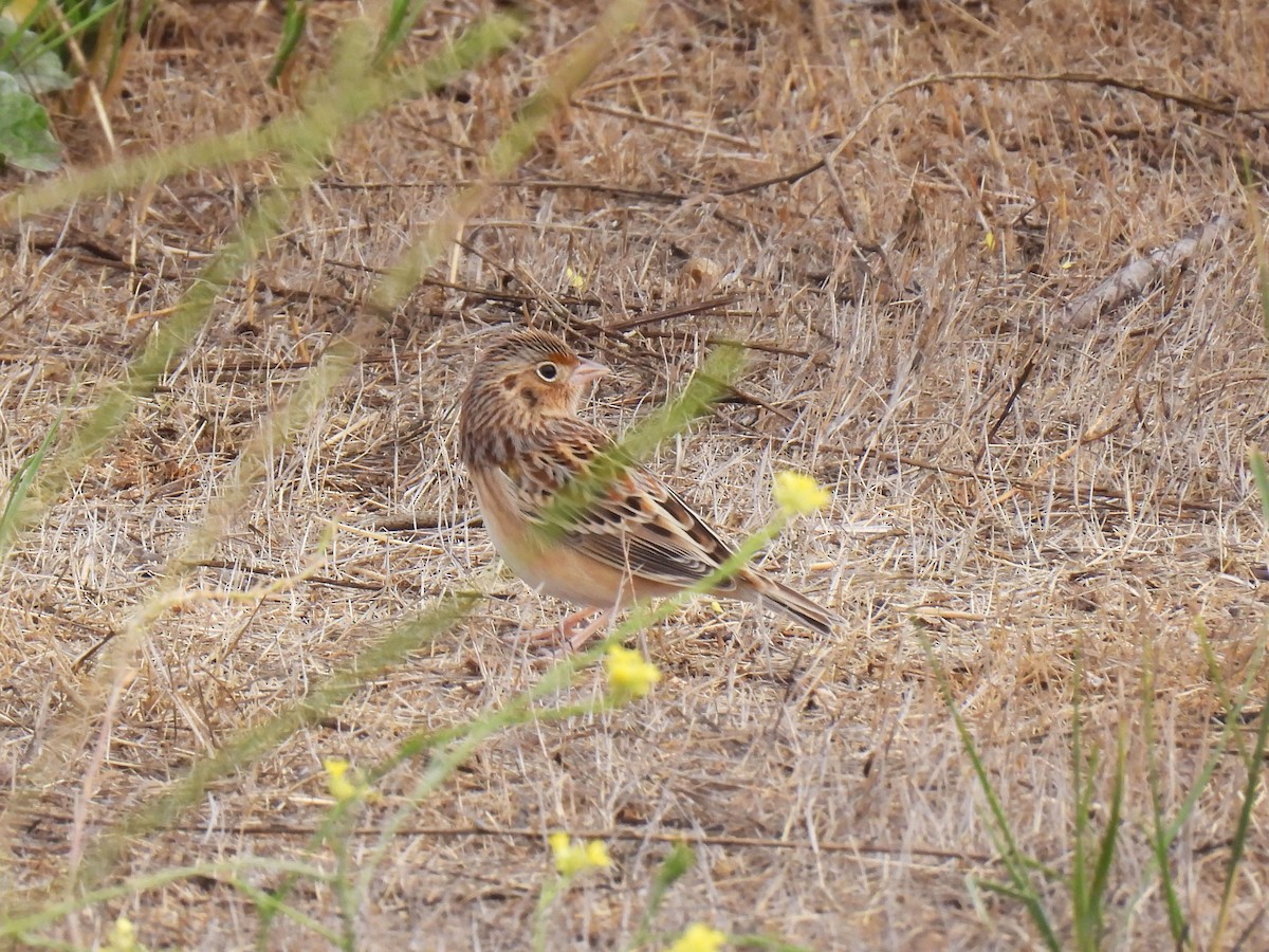 Grasshopper Sparrow - ML642881175