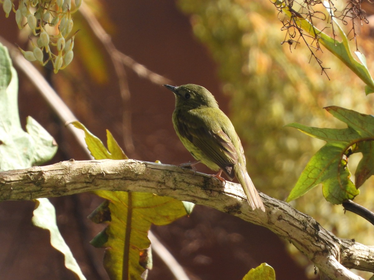 Olive-streaked Flycatcher - ML642881180