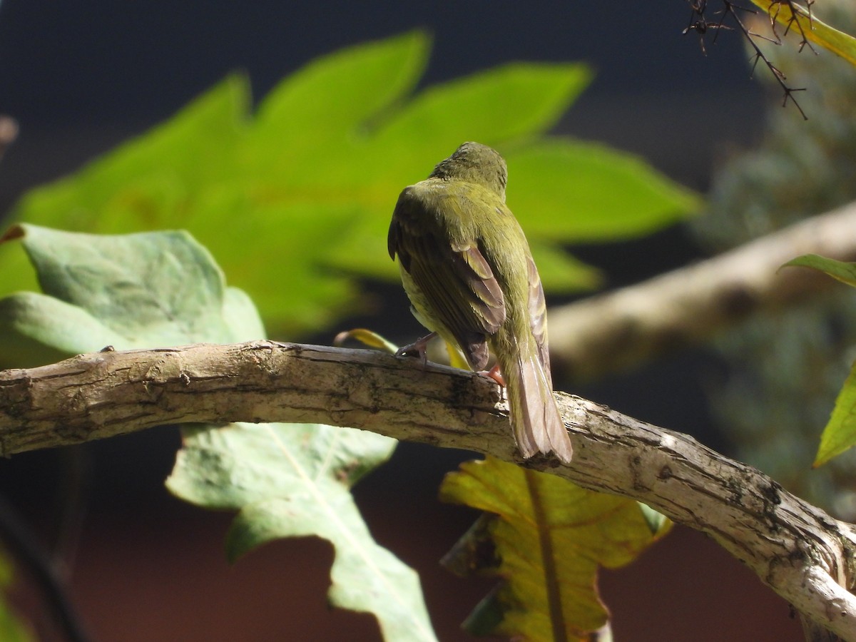 Olive-streaked Flycatcher - ML642881185