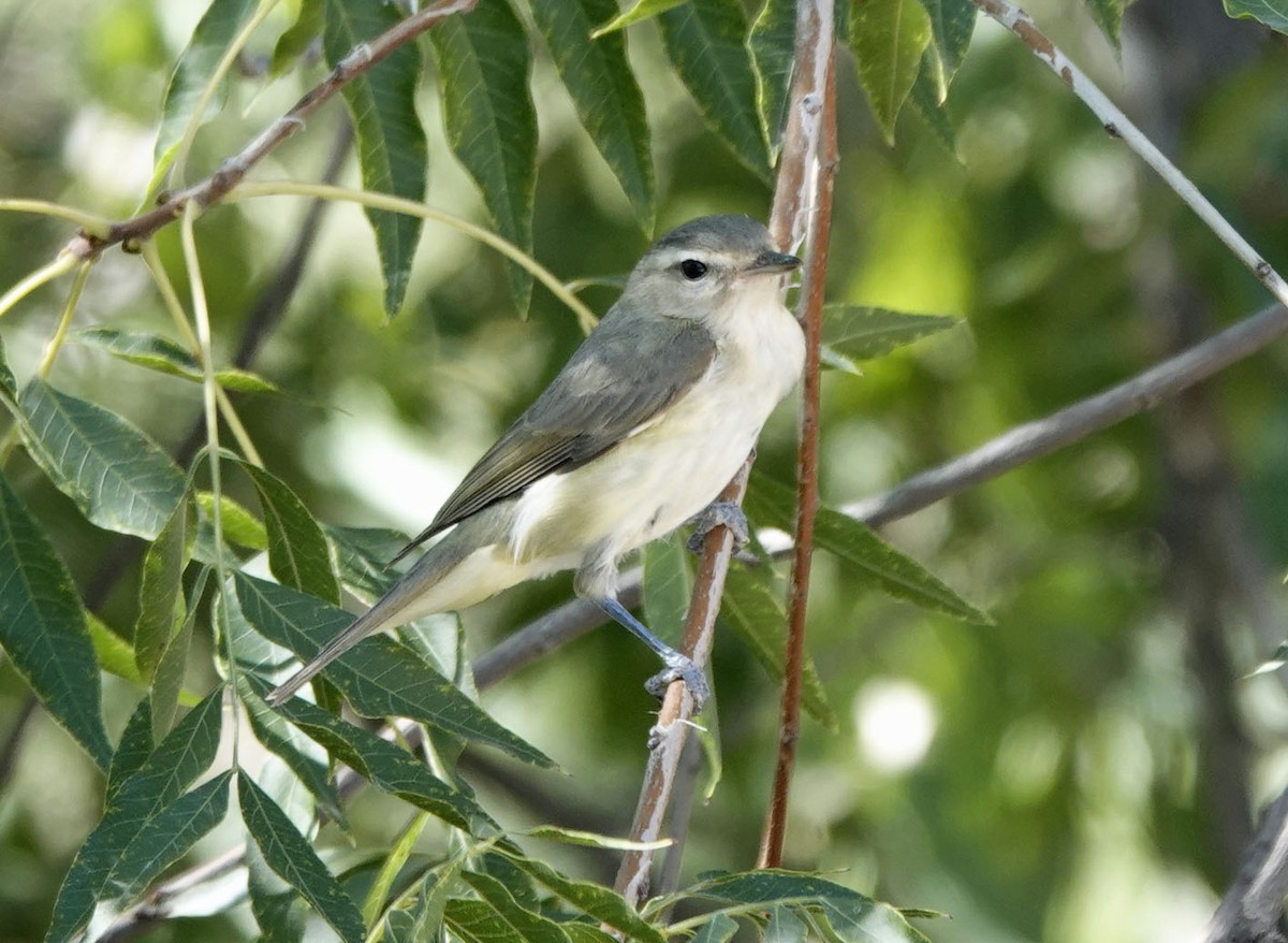 Warbling Vireo - ML642881191