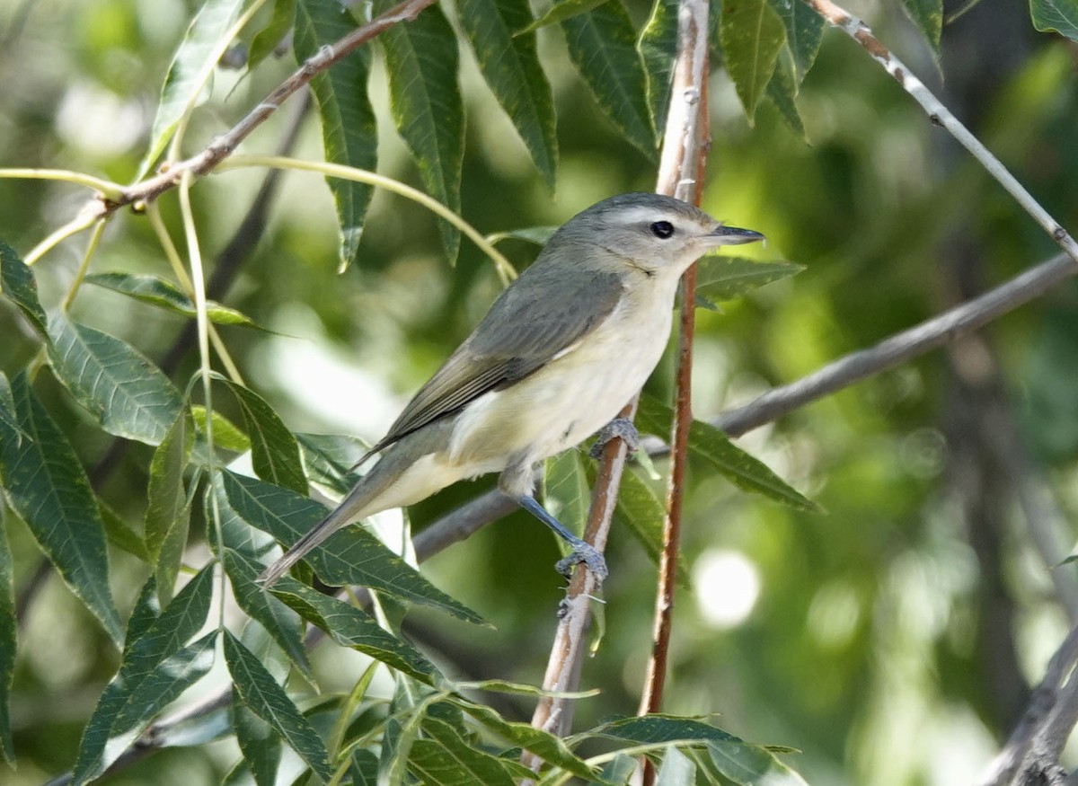 Warbling Vireo - ML642881192
