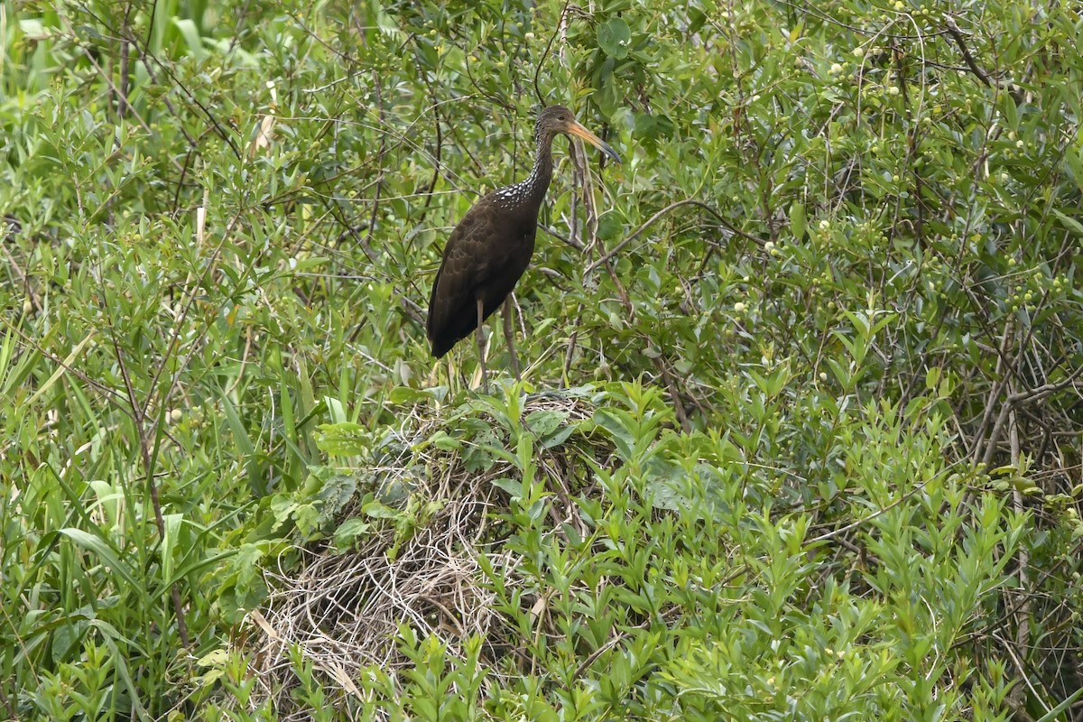 Limpkin - ML642881205