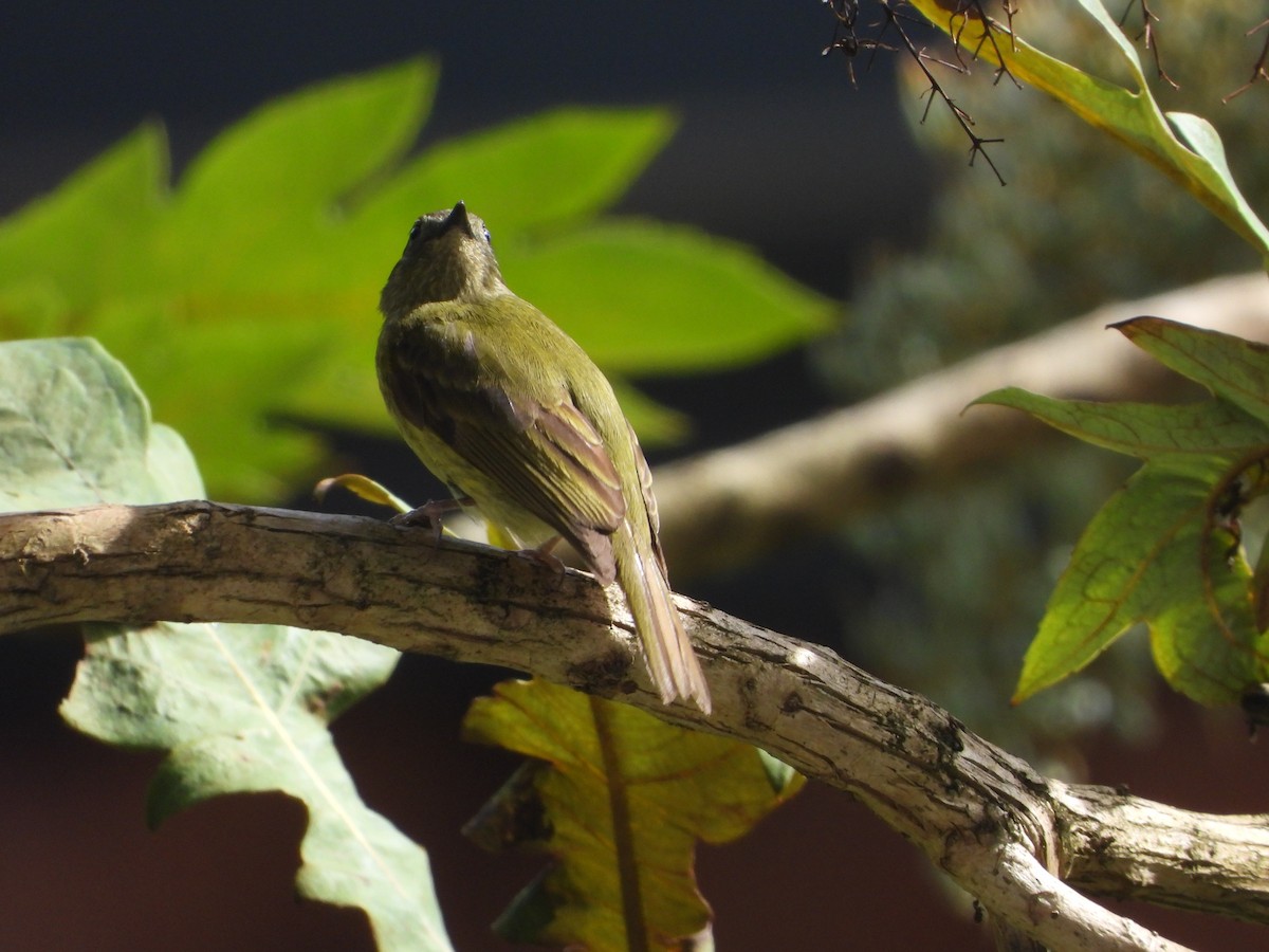 Olive-streaked Flycatcher - ML642881206