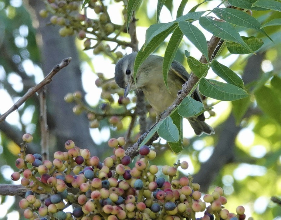 Warbling Vireo - ML642881208