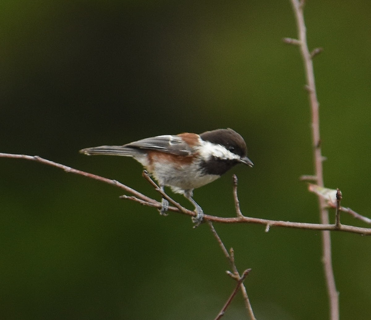 Chestnut-backed Chickadee - ML642881209