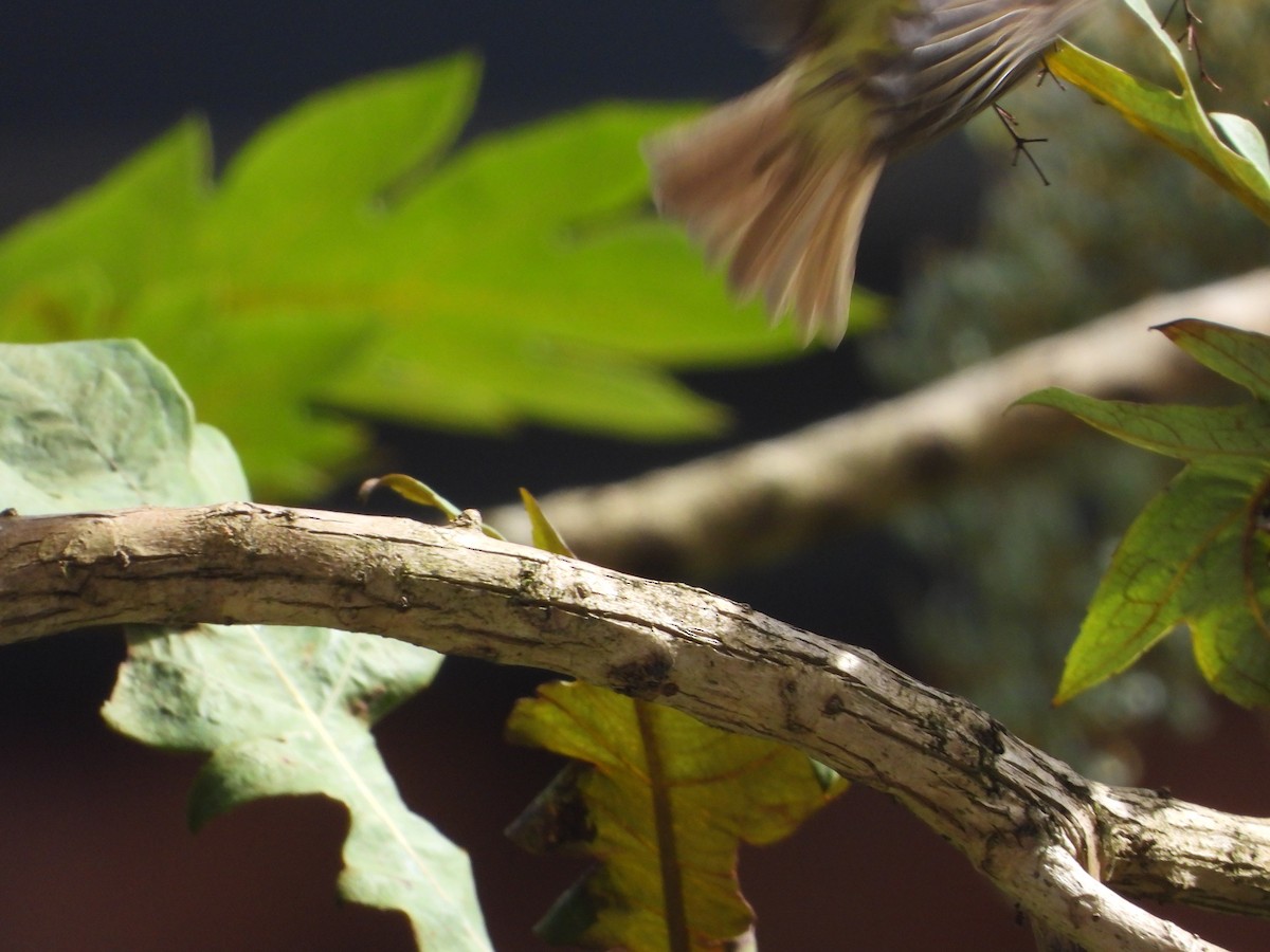 Olive-streaked Flycatcher - ML642881211