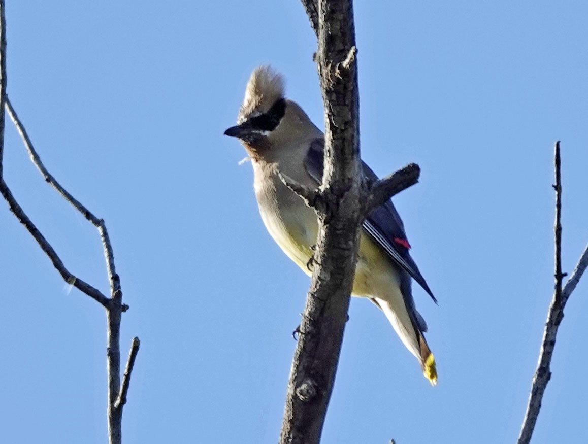 Cedar Waxwing - ML642881221