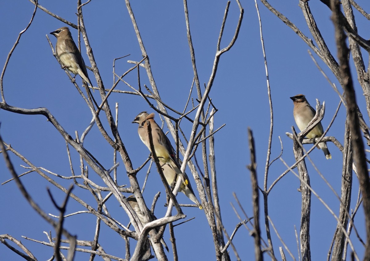 Cedar Waxwing - ML642881222