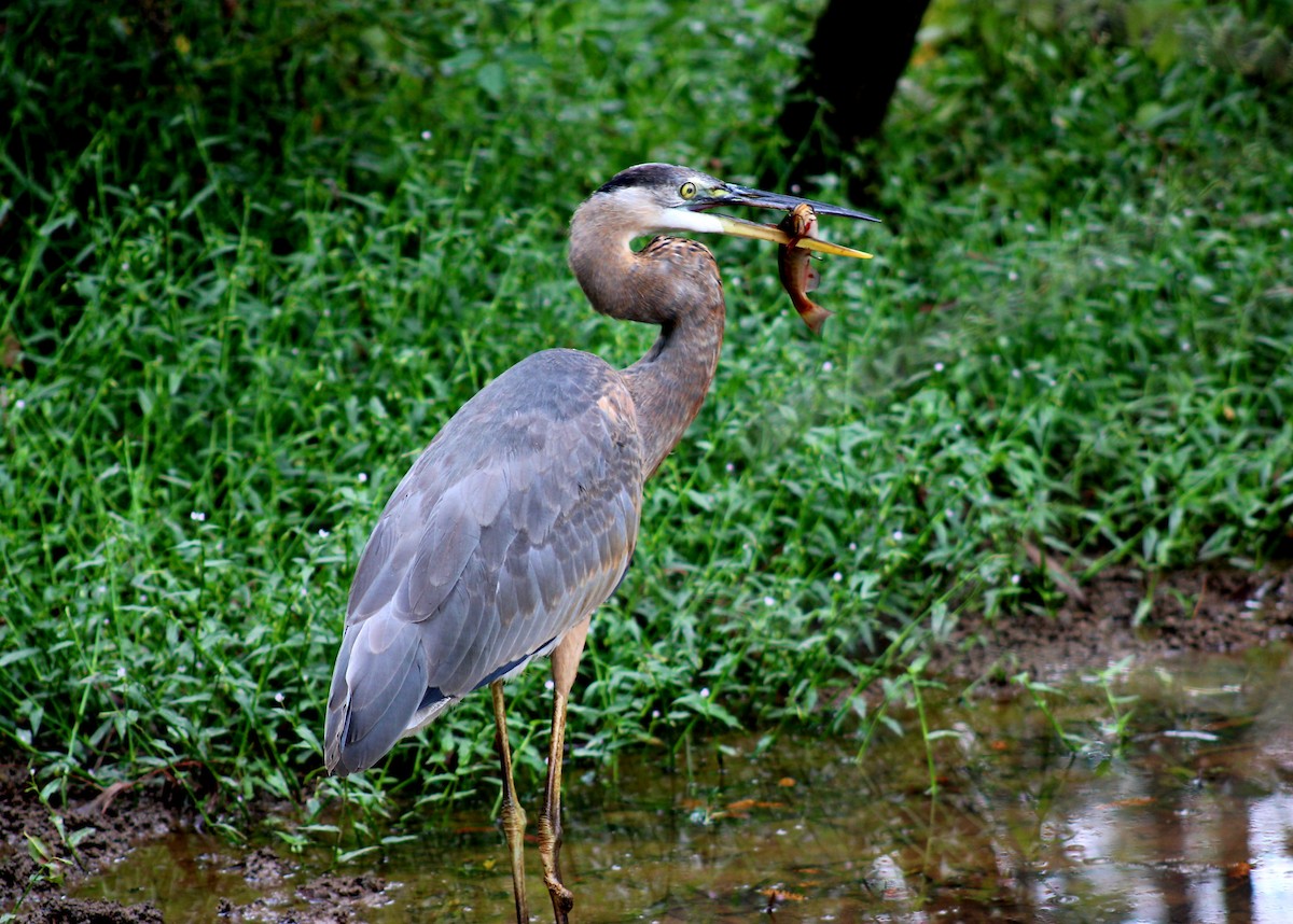 Garza Azulada - ML642881224