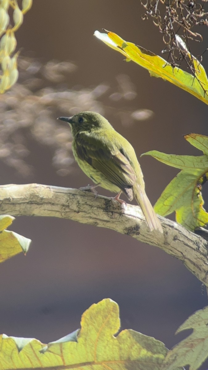 Olive-streaked Flycatcher - ML642881248