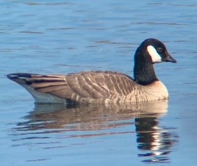 polargås - ML642881271