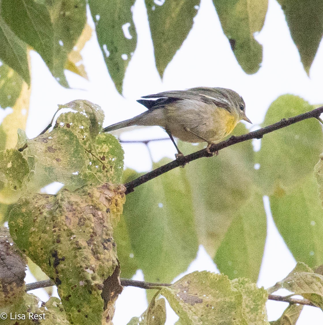 Northern Parula - ML642881282