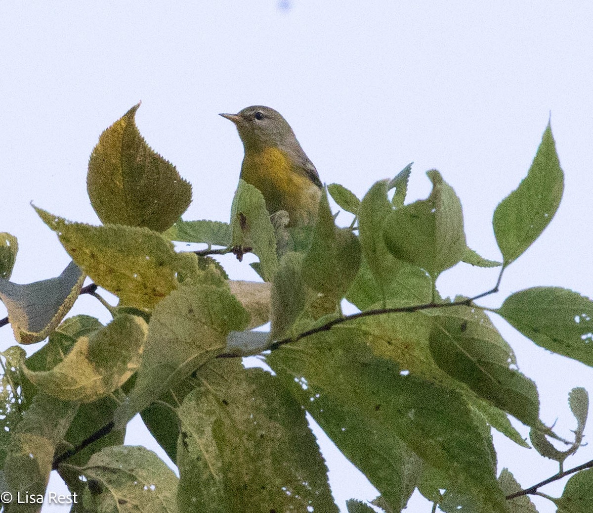 Northern Parula - ML642881283