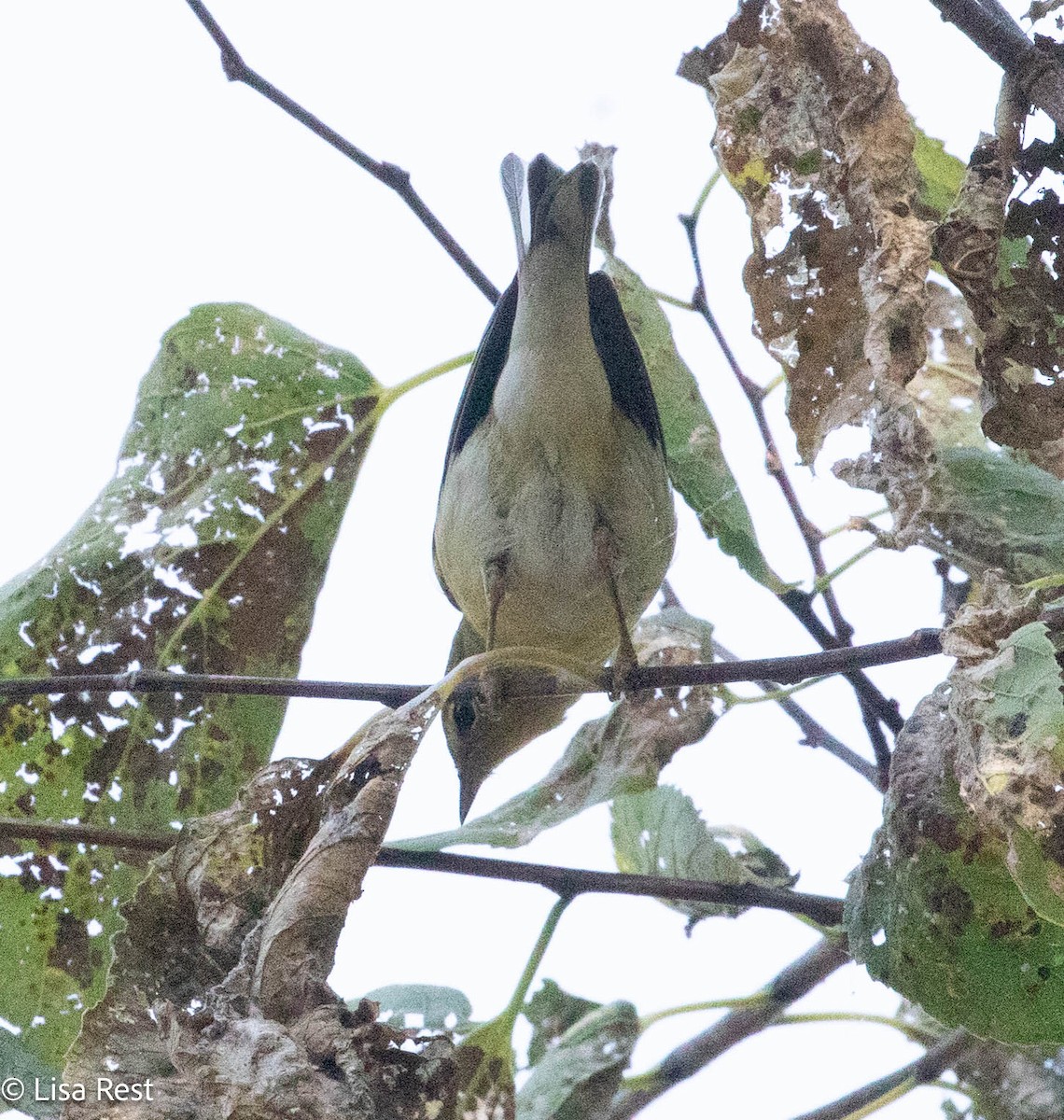 Northern Parula - ML642881284