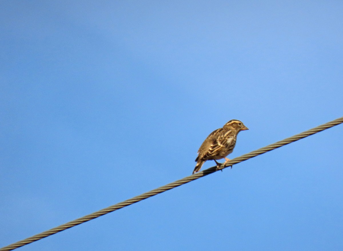 Rock Sparrow - ML642881288