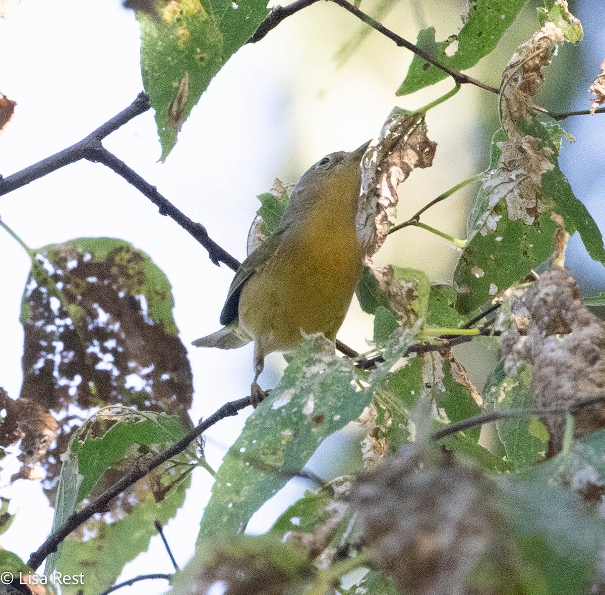 Nashville Warbler - ML642881305