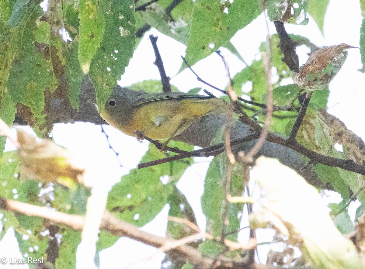 Nashville Warbler - ML642881306