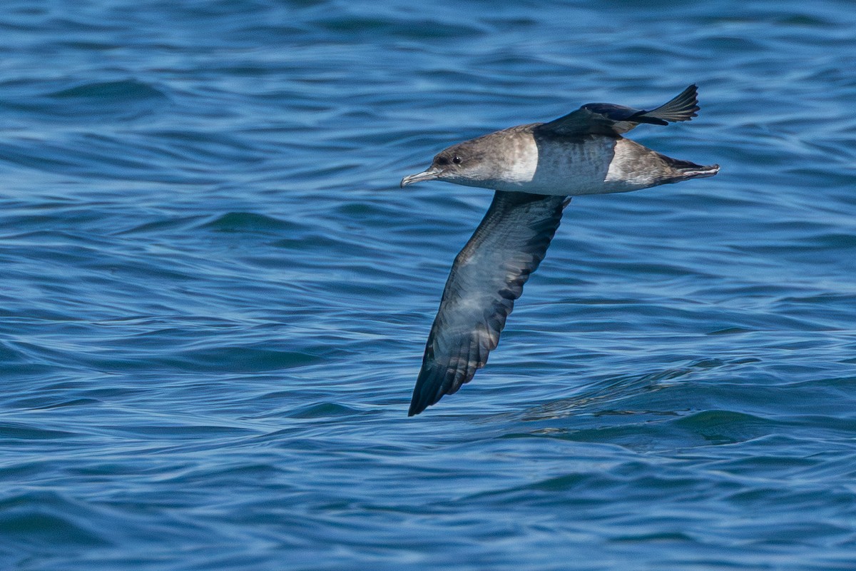 Balearic Shearwater - ML642881307