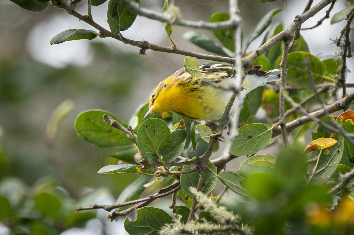 Blackburnian Warbler - ML642881313