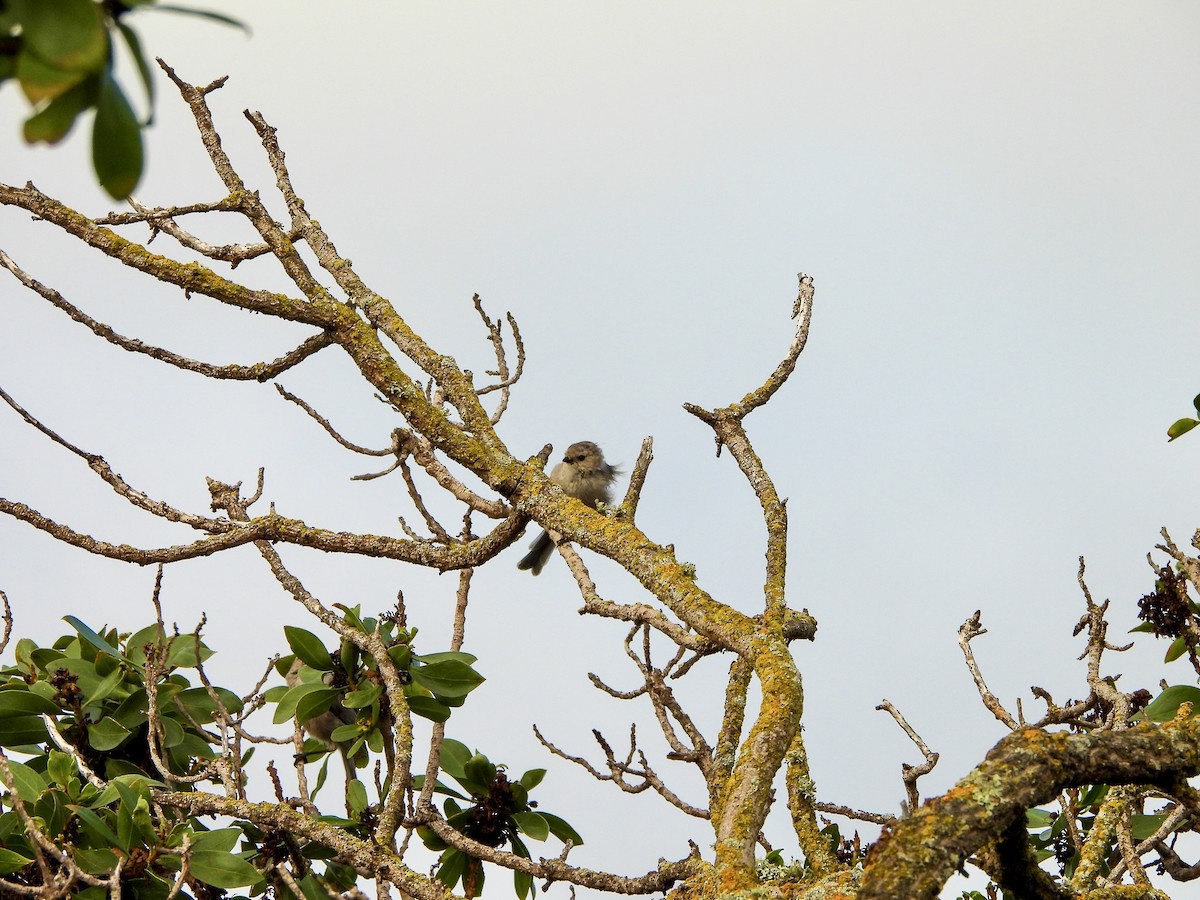 Bushtit - ML642881328