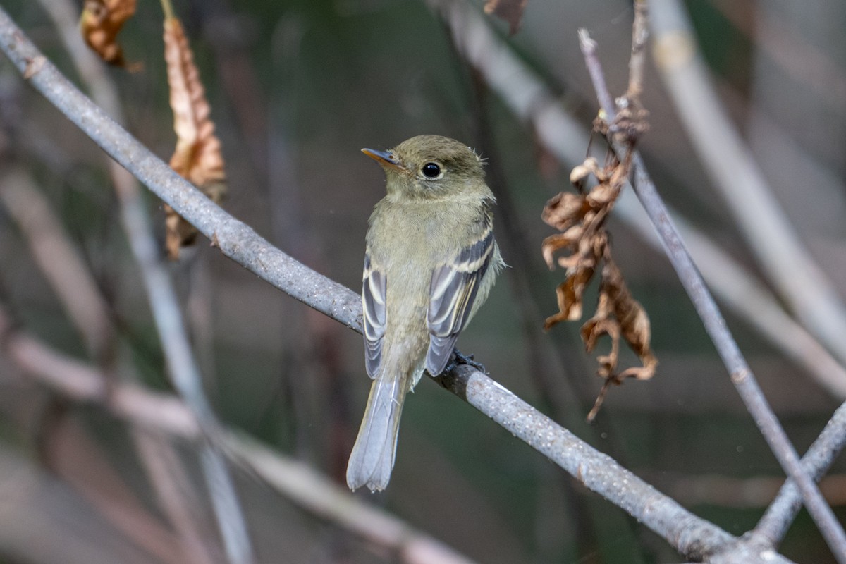 Western Flycatcher - Melani King