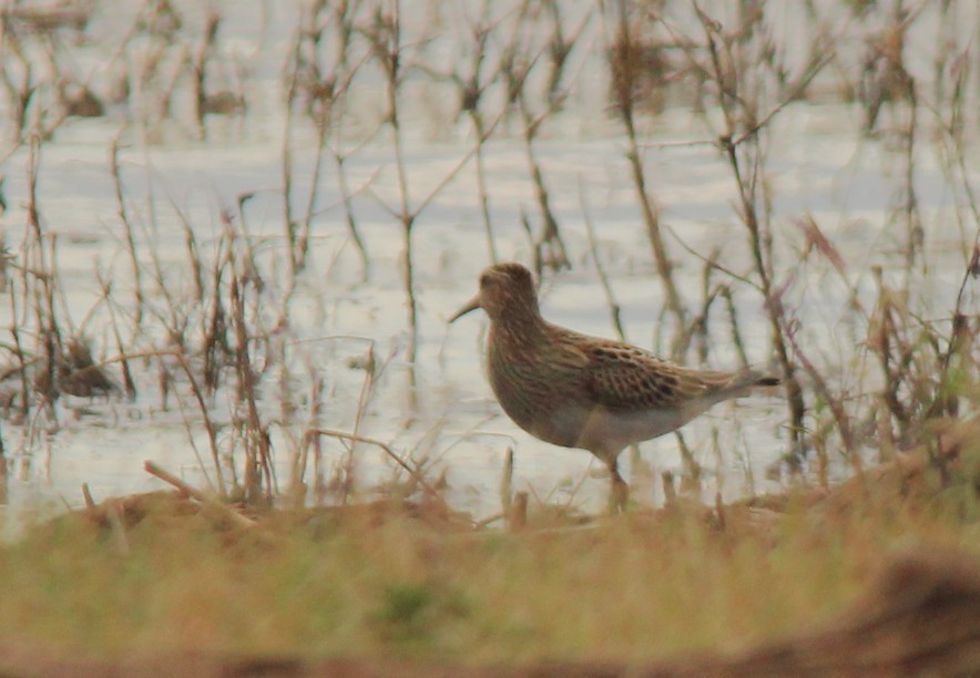 Pectoral Sandpiper - ML642881348