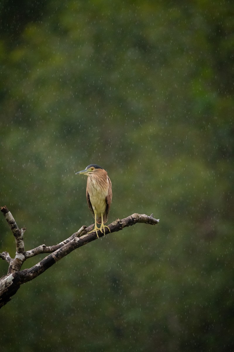 Kızıl Gece Balıkçılı - ML642881353