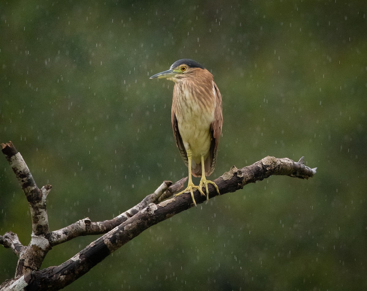 Kızıl Gece Balıkçılı - ML642881356