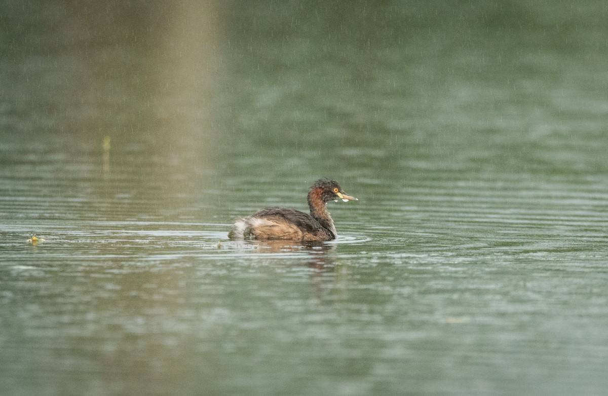 Little Grebe (Tricolored) - ML642881362