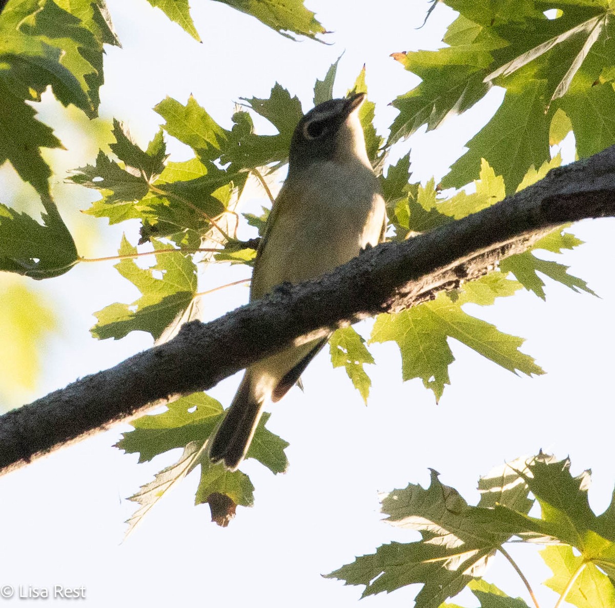 Blue-headed Vireo - ML642881377