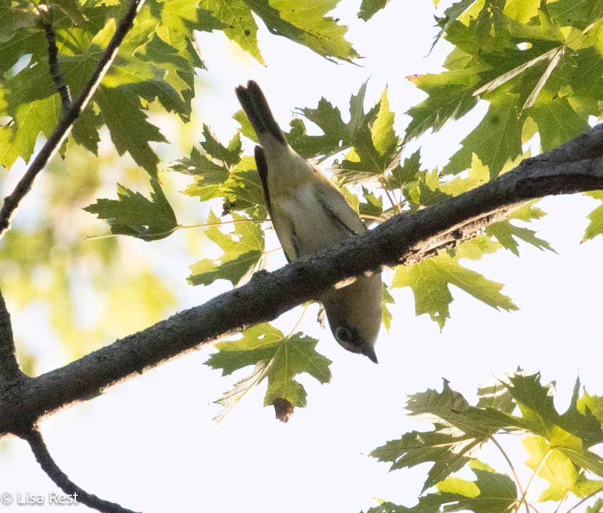 Blue-headed Vireo - ML642881378